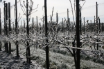 Zware vorst in Poolse fruitgebieden